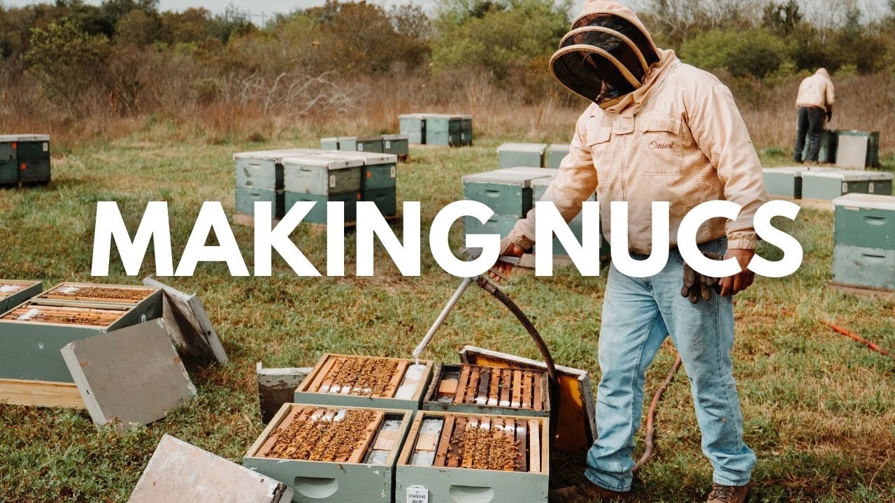 Scaling Our Bee Business: Late-Season Queen Mating Nucs