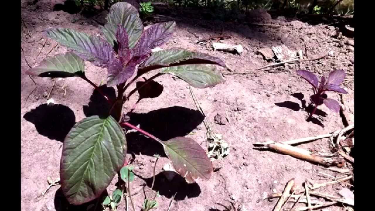 Wild Edibles - Orach - I finally found out what this is!