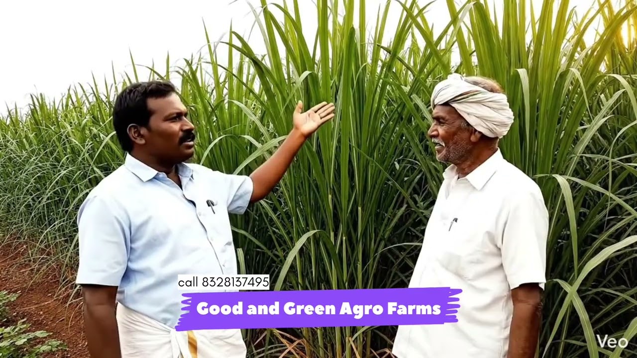 Good And Green Agro Farms 