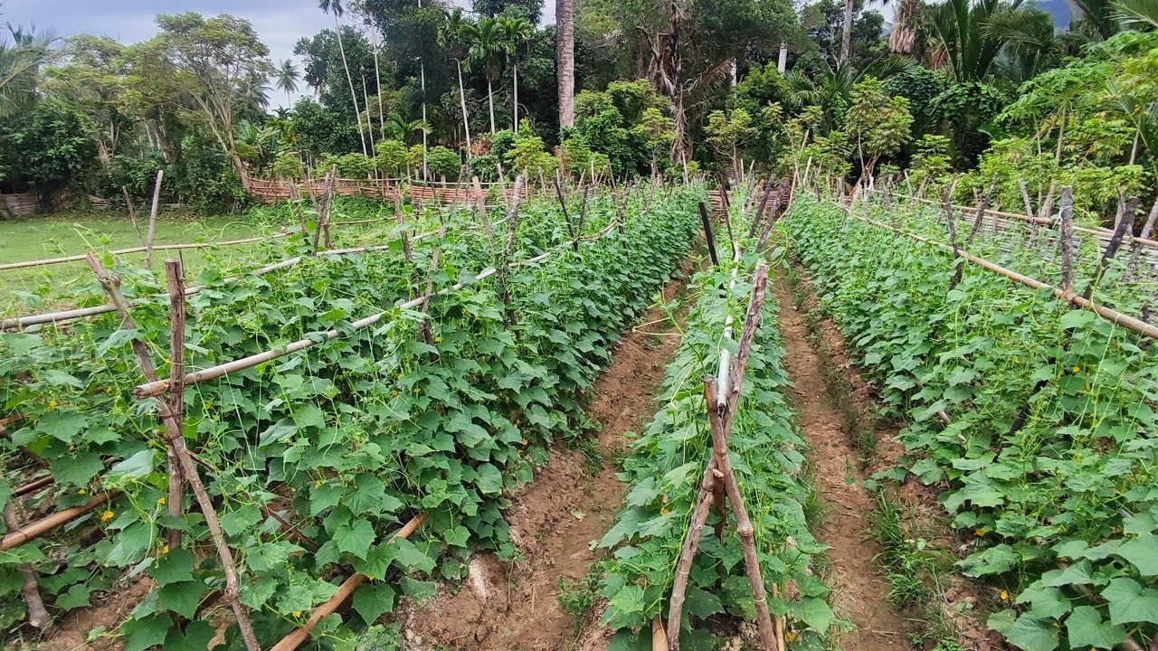 mentimun dari nanam bibit sampai gagal panen