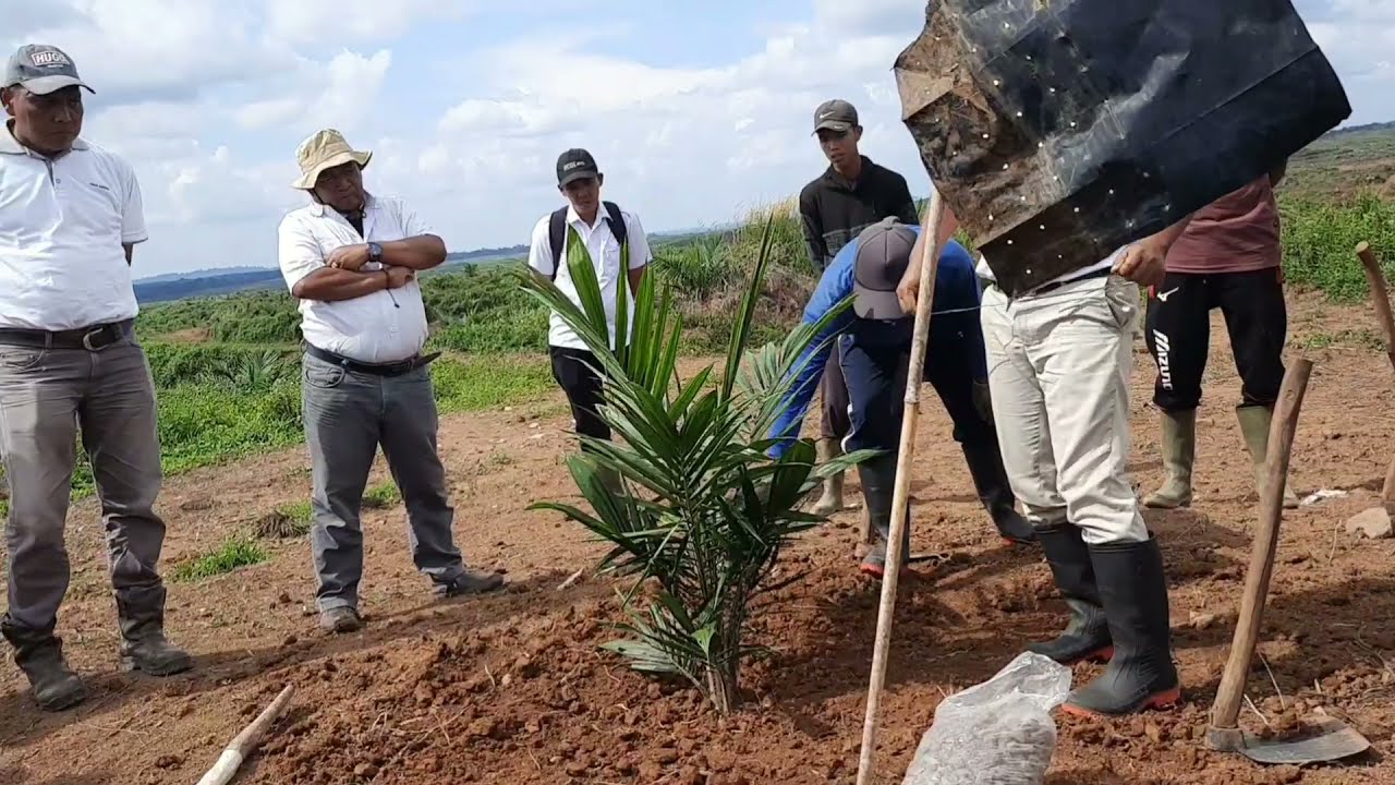 CARA MENANAM BIBIT SAWIT YANG BENAR AGAR BERBUAH BANYAK, DARI MANAGER ASIAN AGRI..
