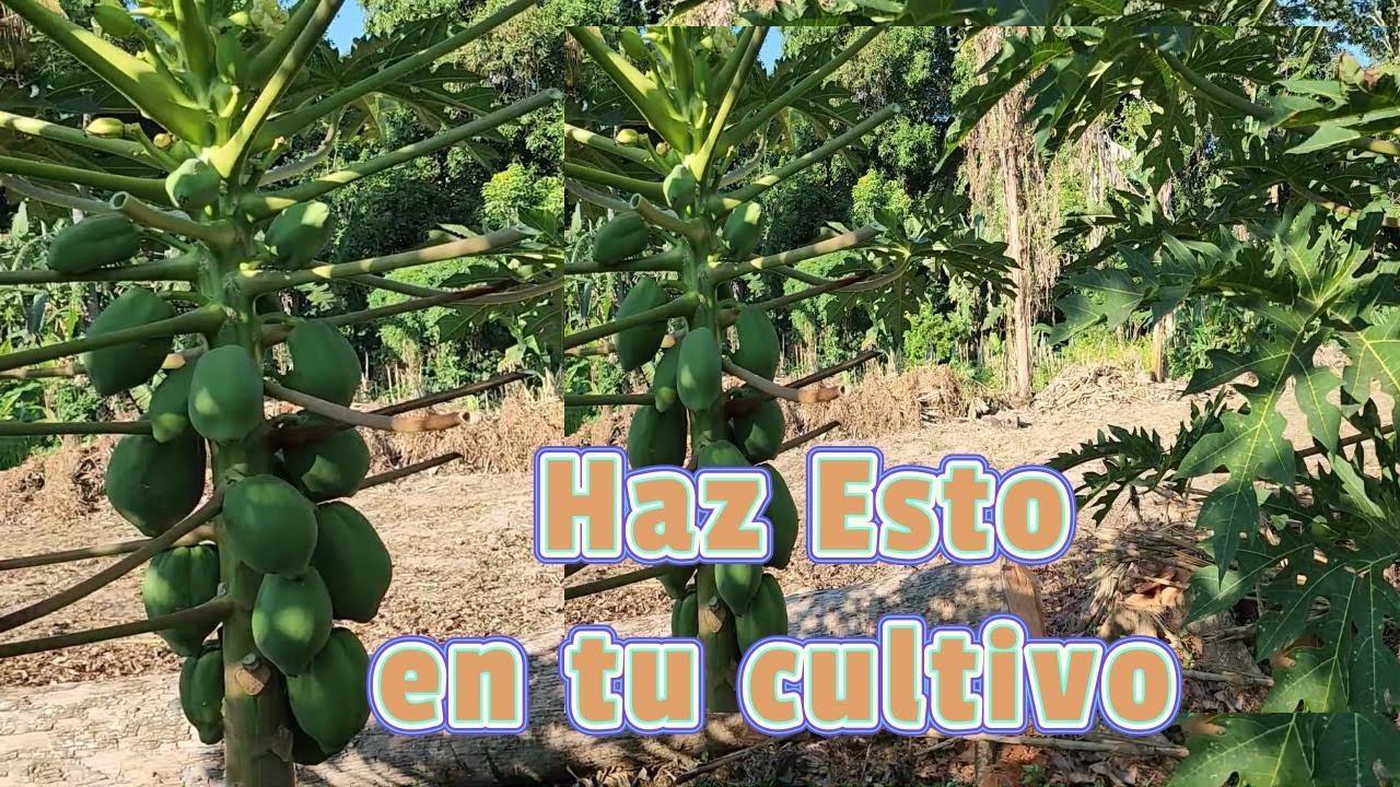 HAZ ESTO Para que tengas mejor fruto (Mantenimiento en la papaya de deshijado y poda )