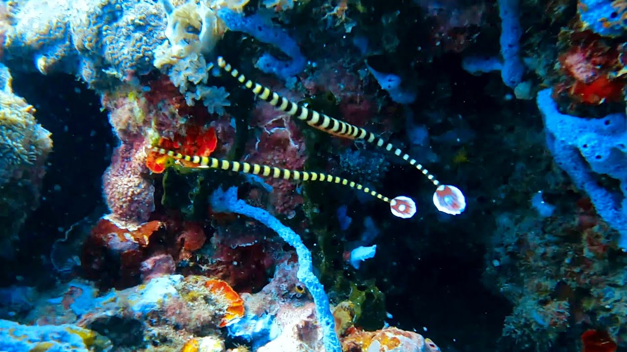 Secret Garden. Gili Layar. Sekotong. (Lombok, Indonesia) Odyssea Divers. Ringed pipefish, turtles
