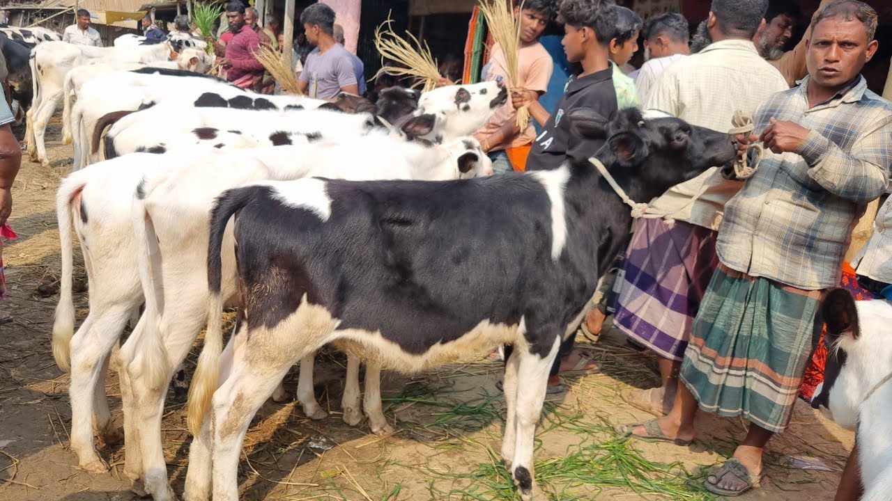 @আজ ১৭ ফেব্রুয়ারী ২৬ | ফ্রিজিয়ান বকনা বাছুর গরুর দাম | রানীগঞ্জ হাট | দিনাজপুর 
