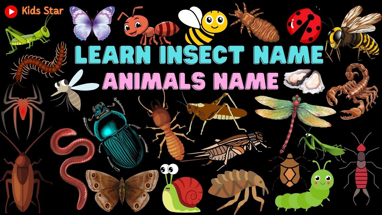 BELAJAR NAMA HEWAN SERANGGA BAHASA INDONESIA - INGGRIS | NAMES OF INSECT LEARN ANIMALS NAMA BINATANG