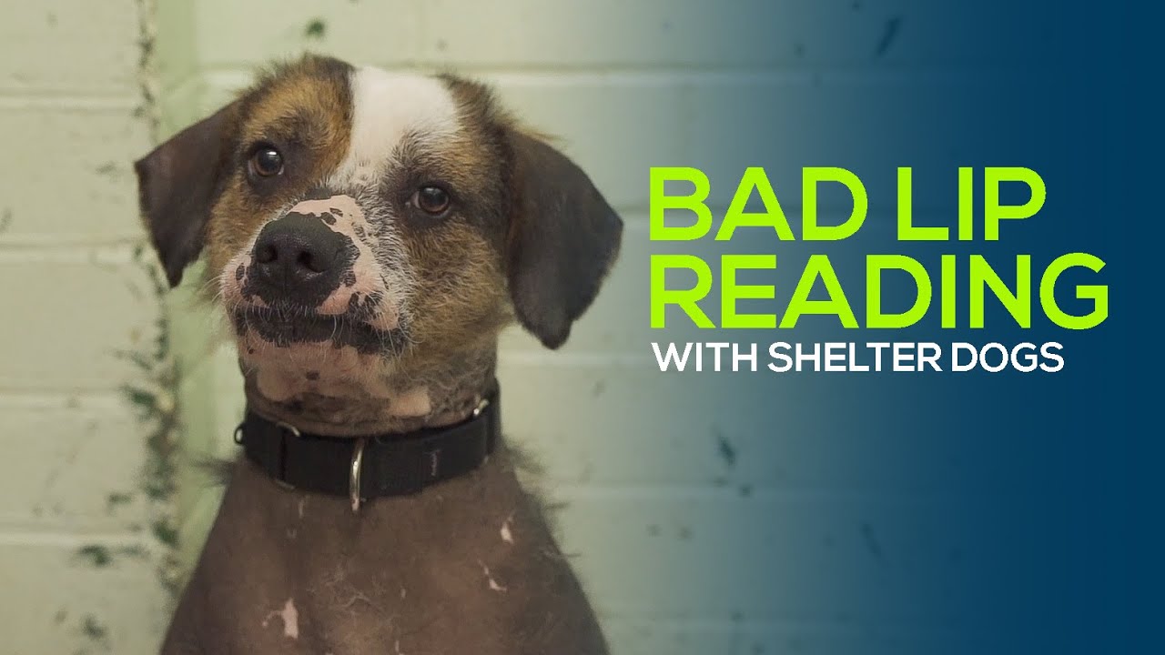 Bad Lip Reading - With Shelter Dogs!