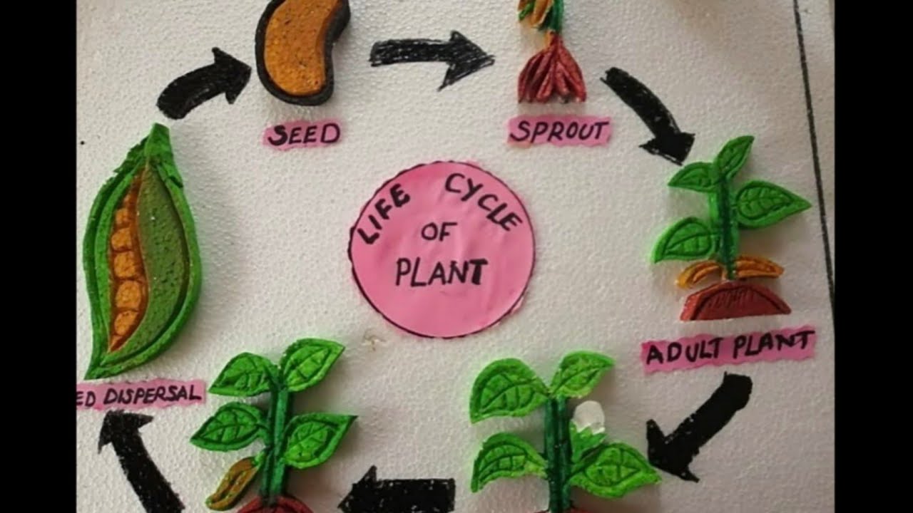 Plant life cycle model | seed germination model project | Life cycle of plant model school project