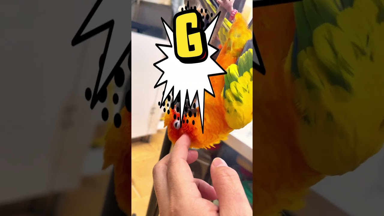 &ldquo;L&Ecirc;N ĐỈNH&rdquo; c&ugrave;ng Vẹt #cute #vet #sunconure #birds #parrot #sunconureparrot