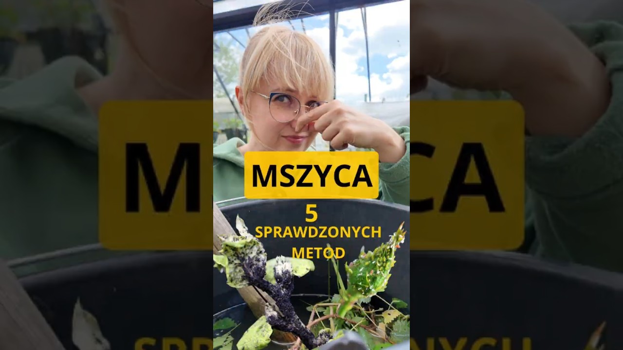 MSZYCE- ekologiczne metody zwalczania #mszyca #ogr&oacute;d #warzywa  #kwiaty #gnoj&oacute;wkazpokrzywy #boczos