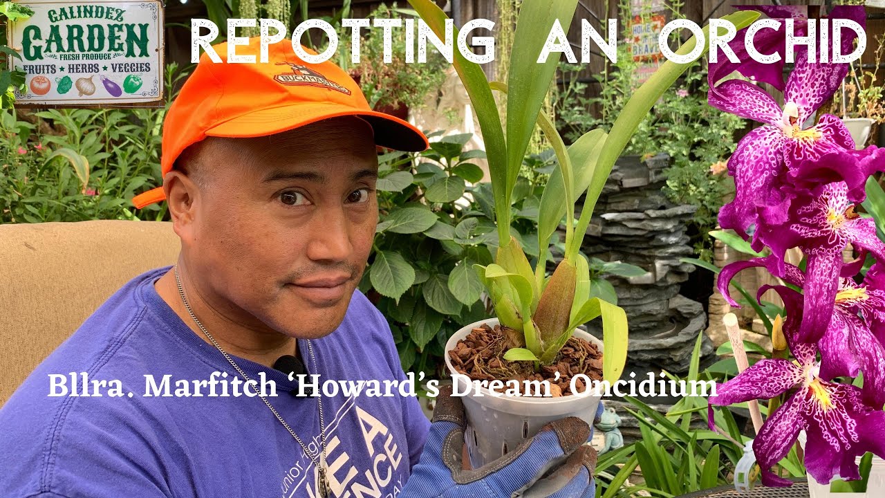 Orchid Ep 1: How to repot an oncidium orchid |Galindez Garden & Adventures