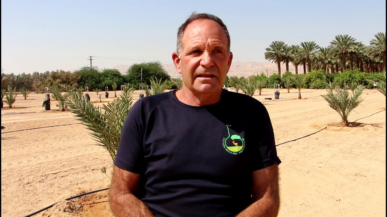 New Ways to Grow Dates in the Arava Desert