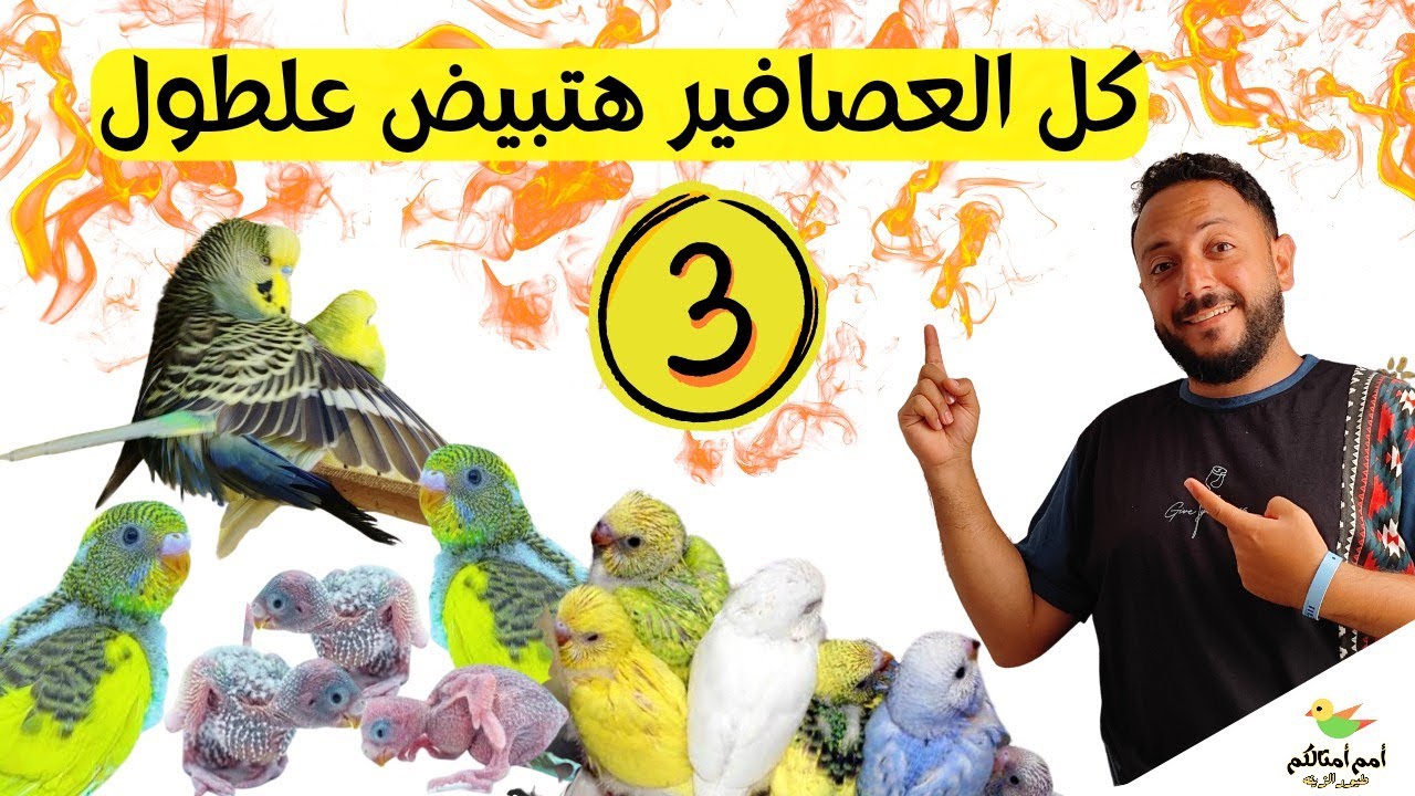 إعمل كده ومش هتلاحق على البيض والزغاليل