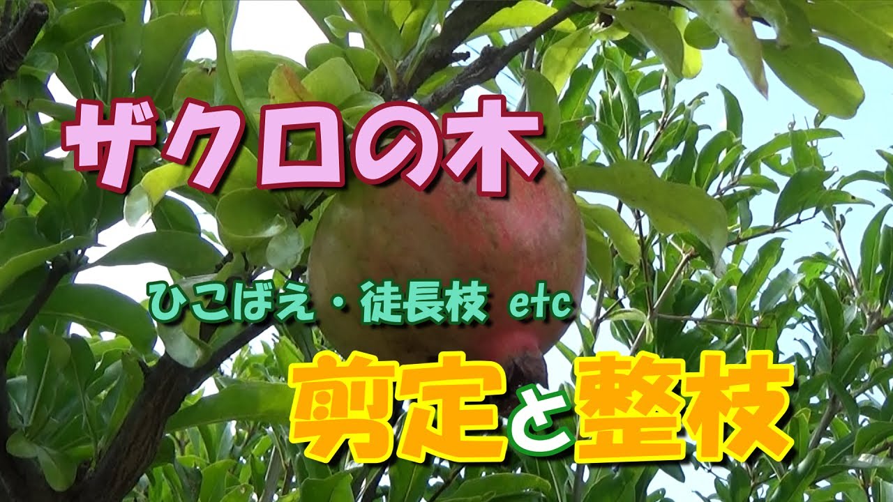 【我が家の果樹たち】ザクロの木の剪定と整枝