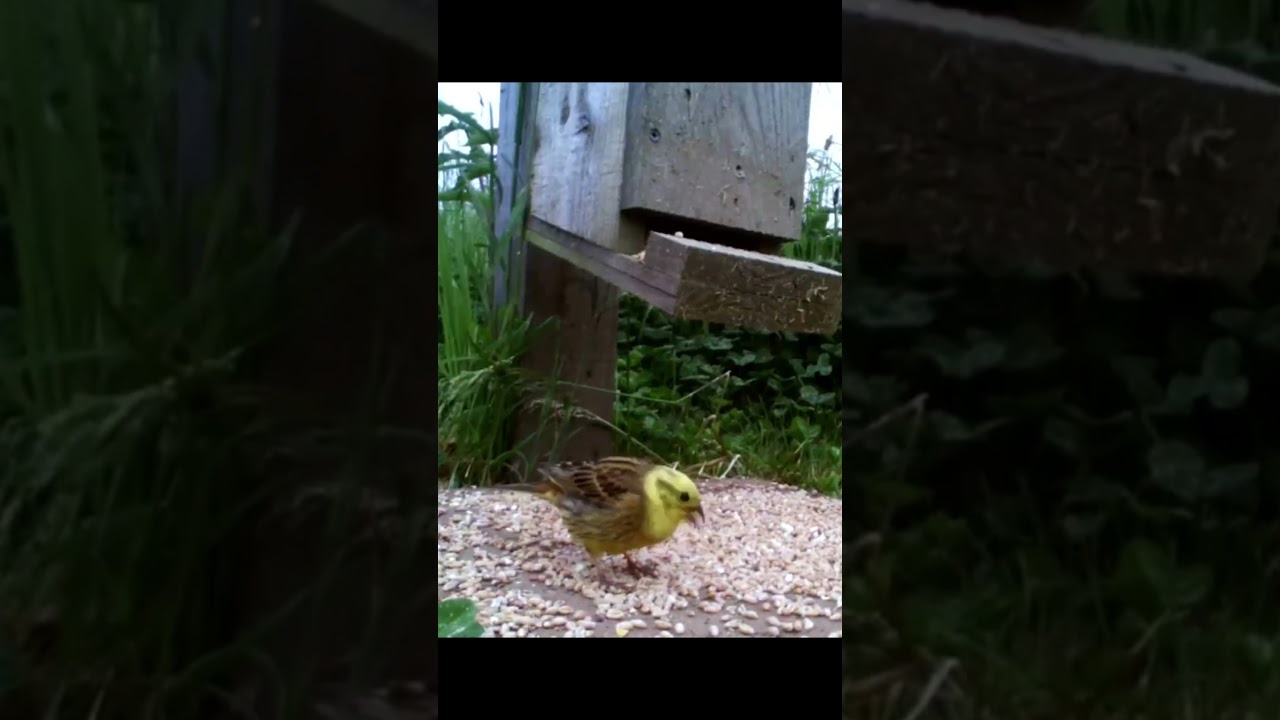 Yellowhammer eating at our seed feeder and taking flight #redlistedbirds #birdwatchinguk