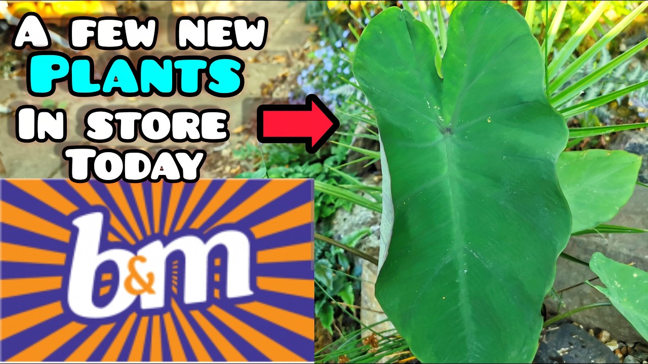 I Wasn't Disappointed! 🌴👌 NEW B&M BARGAIN Plants in Store Today!