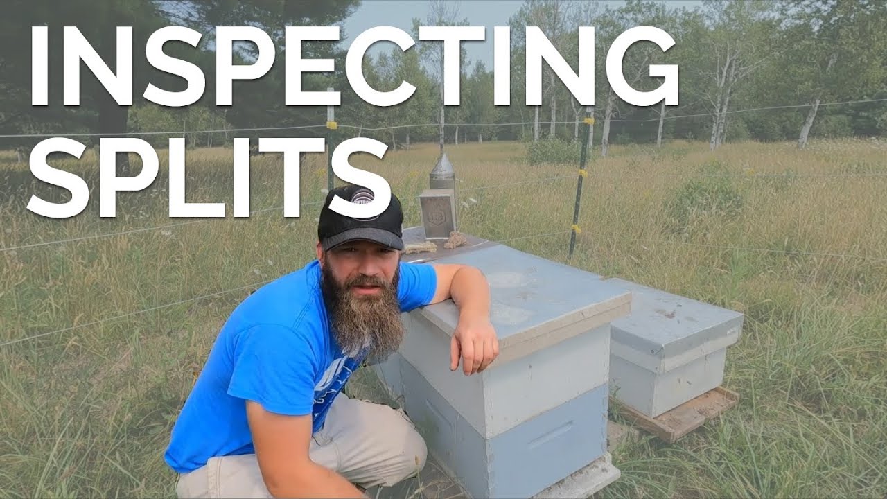 Inspecting A Mixed Yard Of Splits And Honey Hives