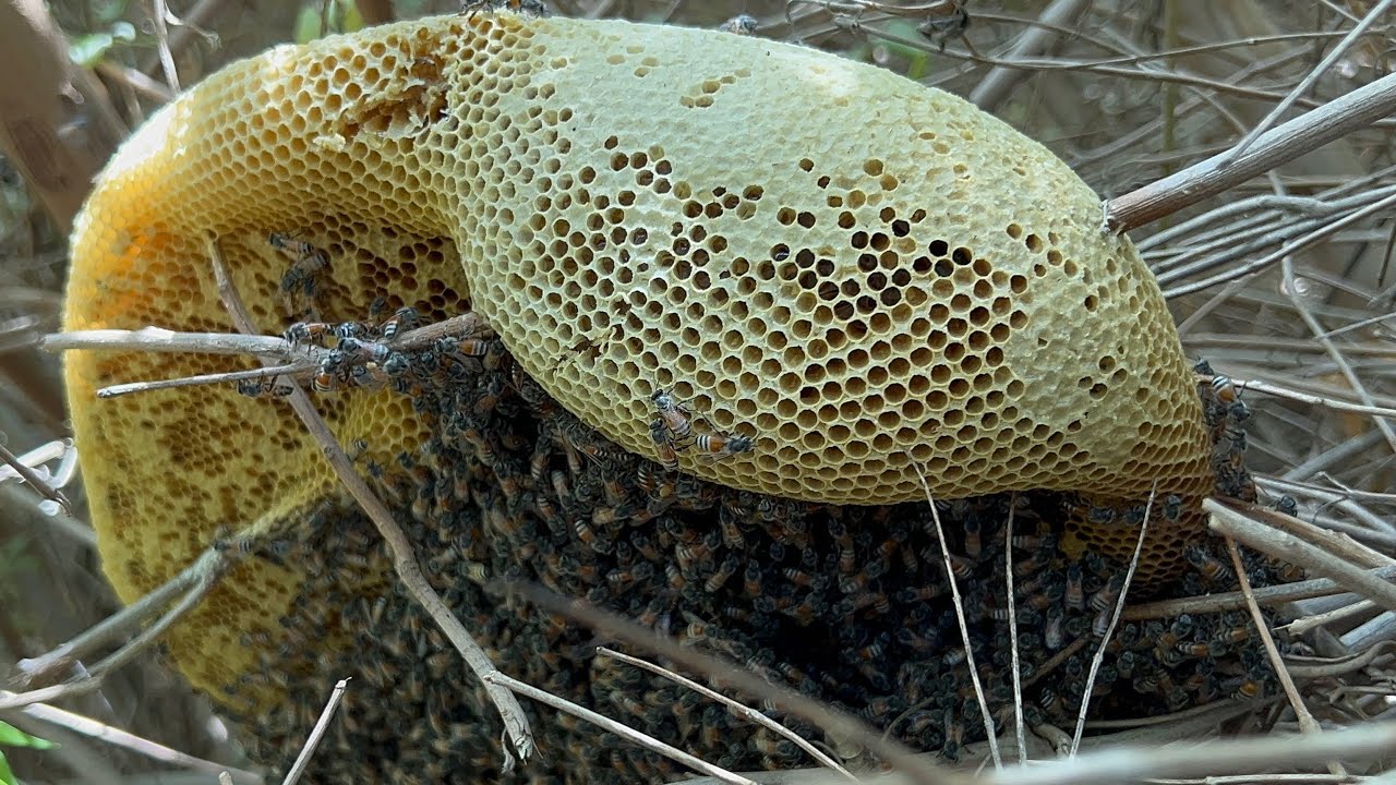 Wild Honey Harvesting for Beginners | Safe & Easy Honey Collection Techniques