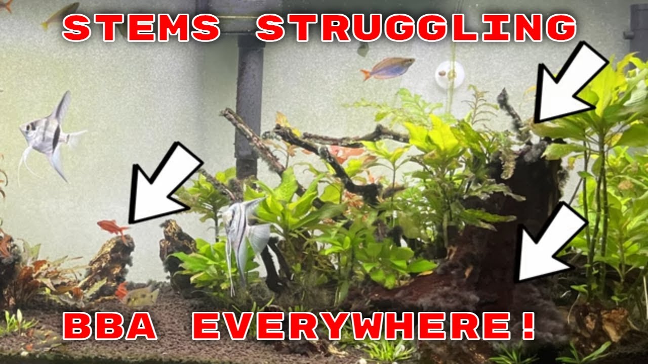 Aquarium 911 Ep 6 - Stem Plant Problems And Black Beard Algae