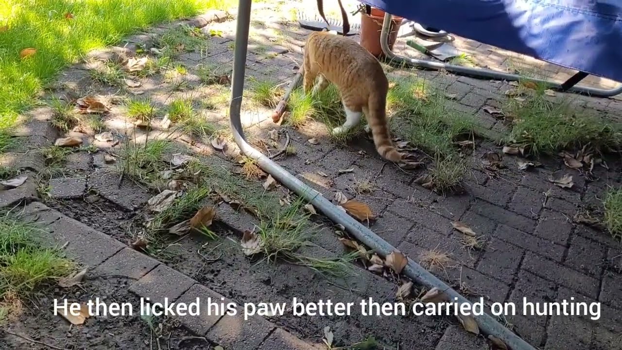 Cat got stung by bee and said 