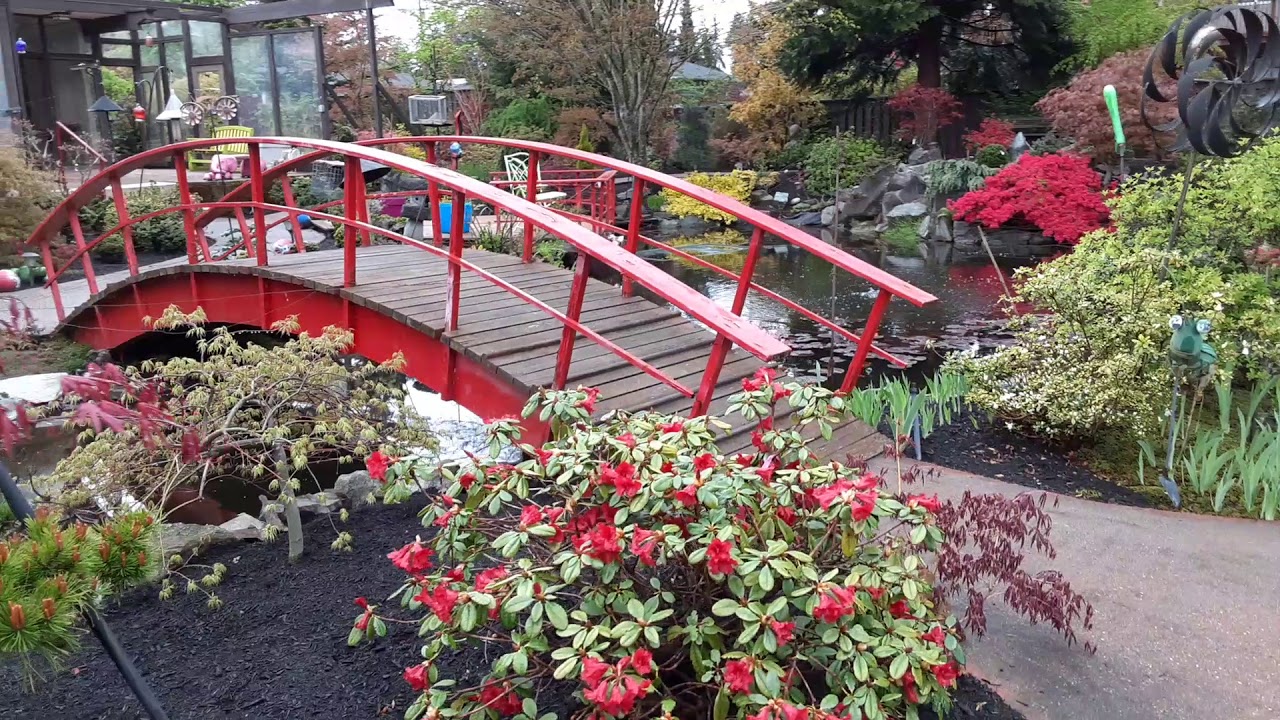 Amazing Maples - parents garden -  April 23, 2020