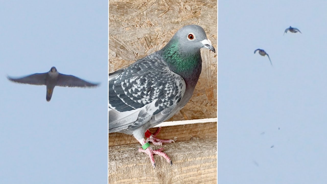 Pigeon With Damaged Wing Still Escapes From the Falcon