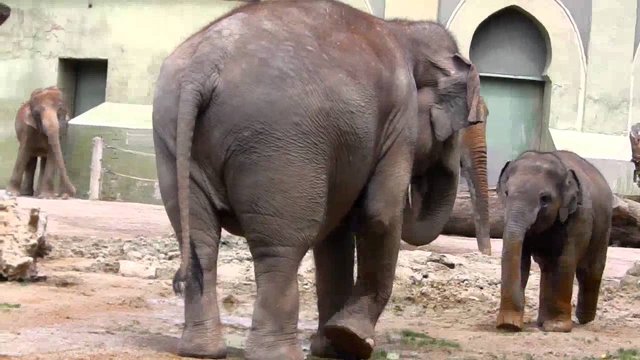 Baby Elephant Ludwig and his aunts Mangala and Panang :- The little Rascal at Munich Zoo -