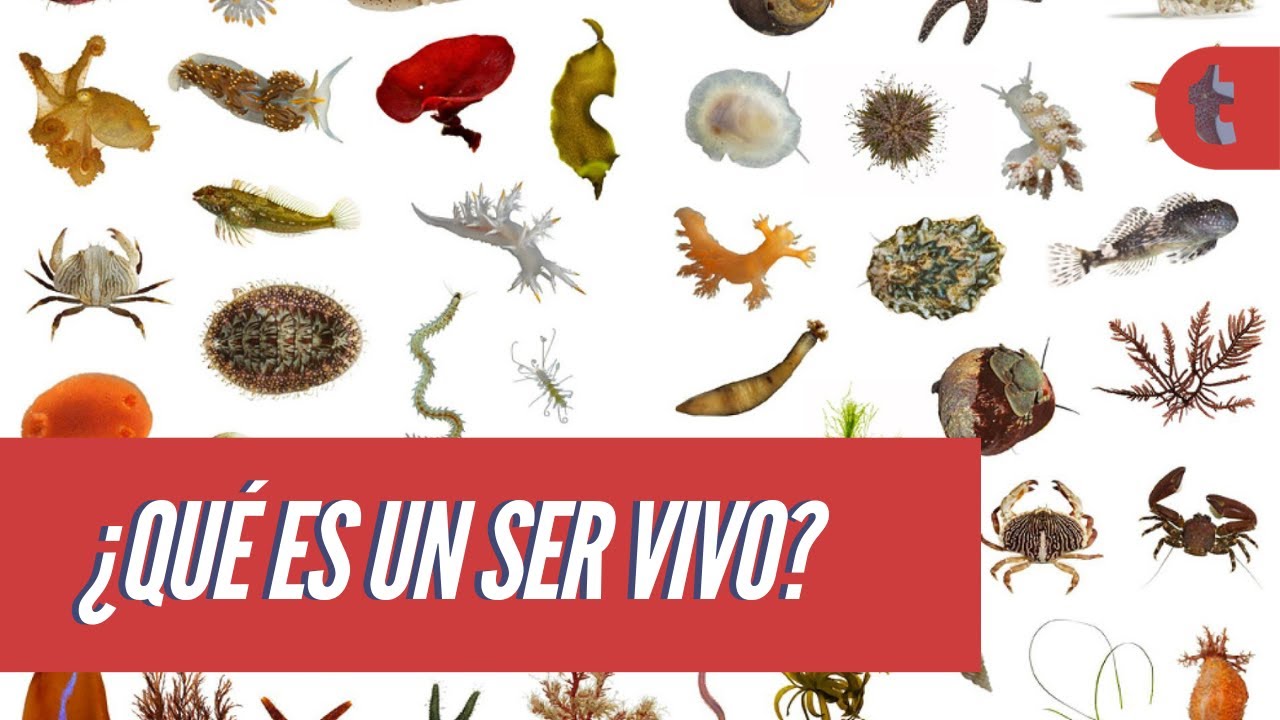 Qu&eacute; son los seres vivos [7 CARACTER&Iacute;STICAS]