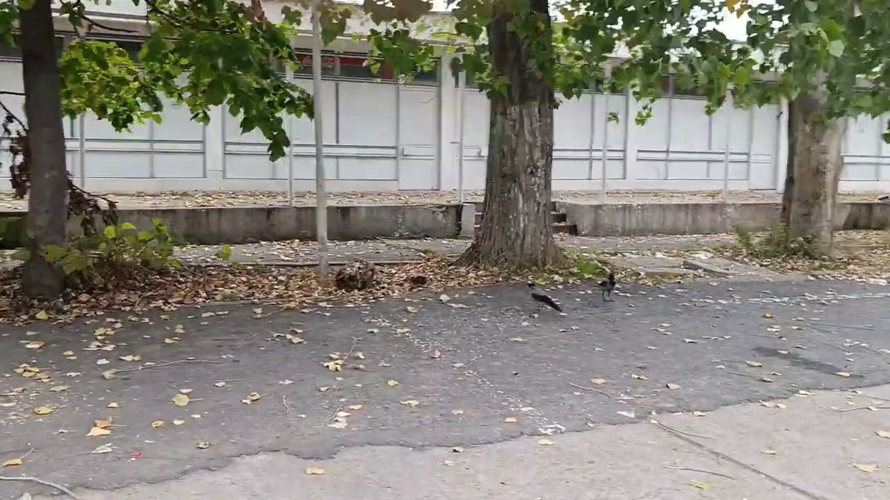 Plimbare de toamna, largirea plajelor, Mangalia, Venus.