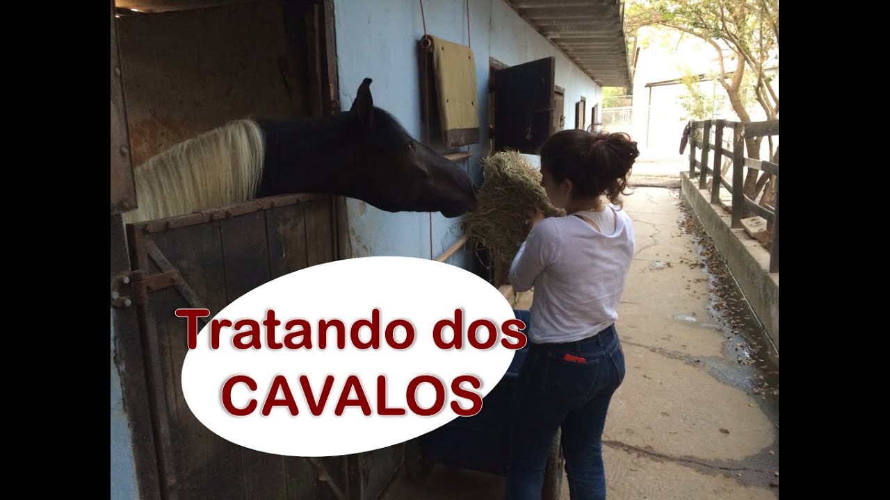 Tratando dos Cavalos  - Por Gabi Gobo, Blog Jeito de Cowboy