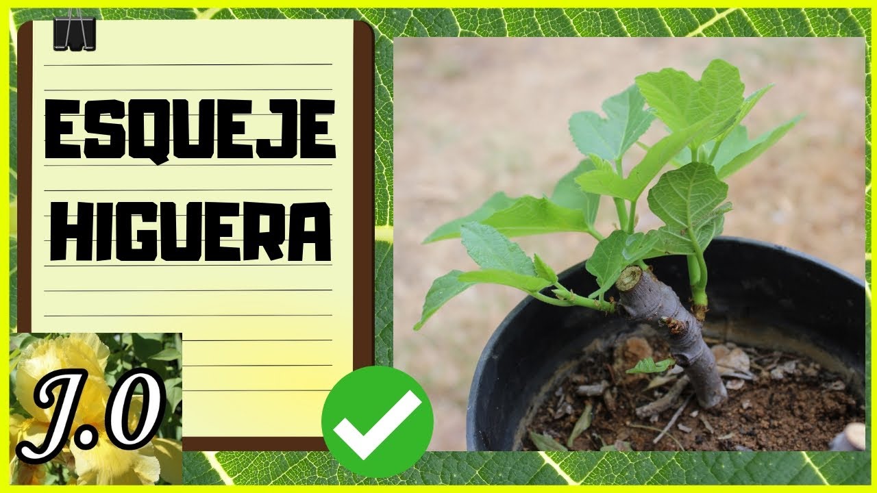 Cómo hacer esquejes de higuera 🌳