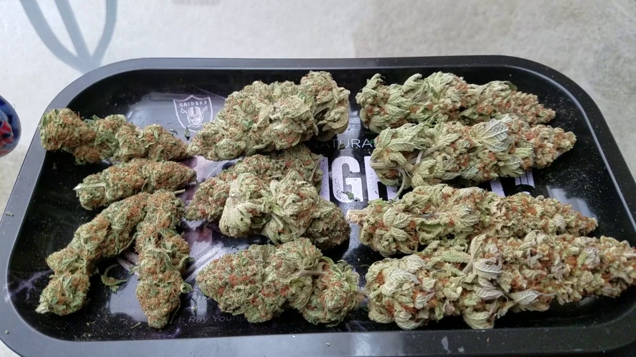 2017 LEC Bio-Living Organics Serious buds / Outdoor update