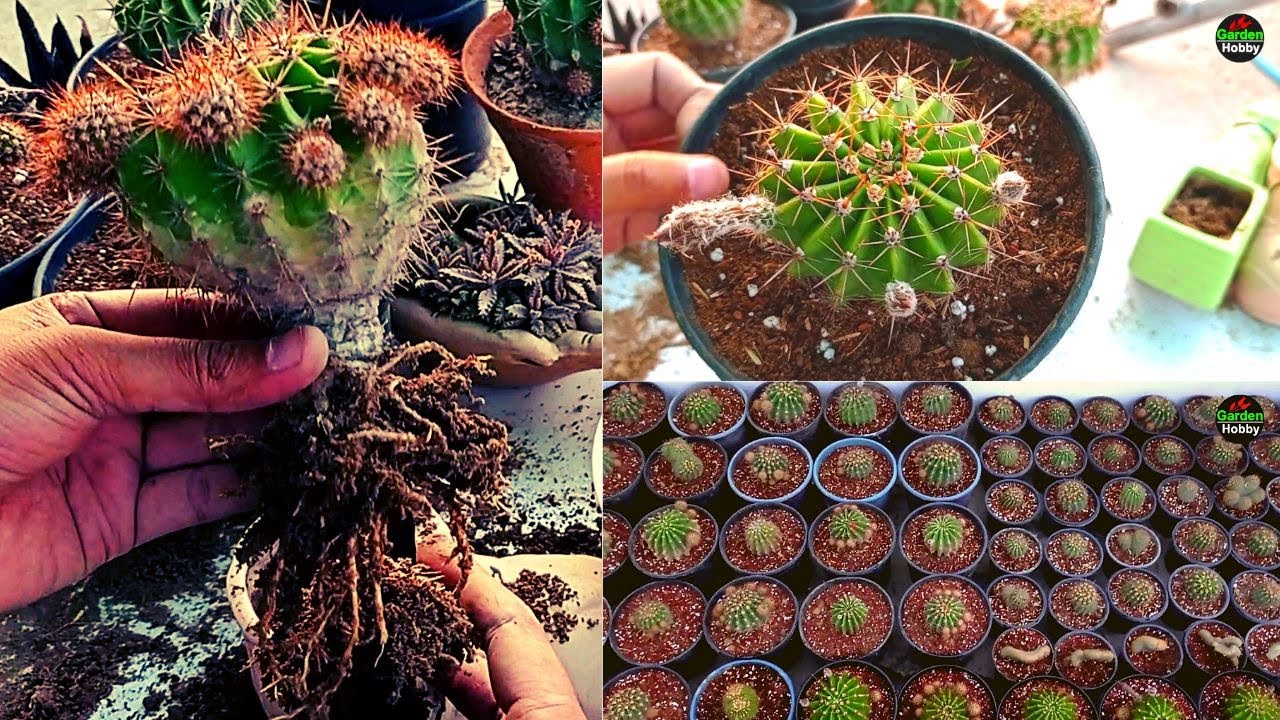 Echinopsis Cactus | Echinopsis Oxygona care | Echinopsis Cactus Propagation | Garden Hobby