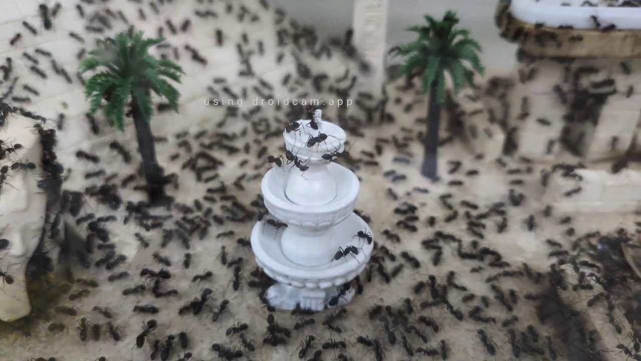 蟻讀館 Antarium｜新的噴水池餵食槽登陸! New  Fountain-shaped Feeding Trough! Ant Colony Live#14