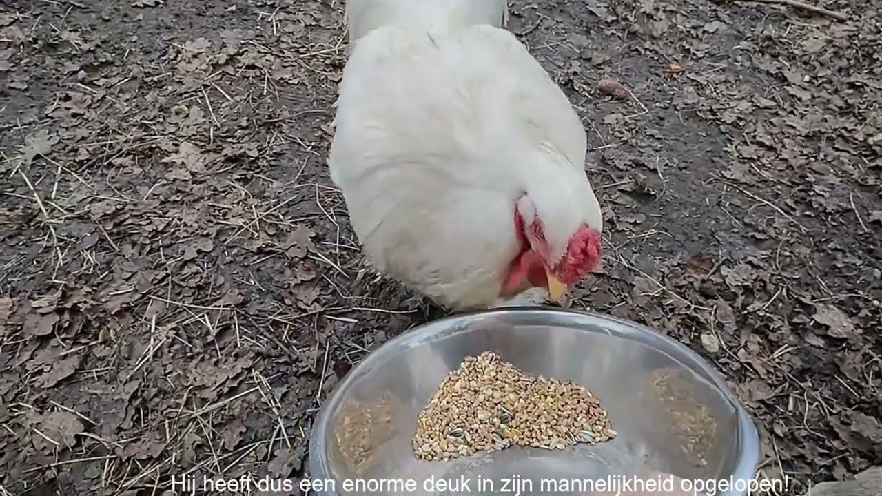 Papa Brahma haan krijgt weer rust!