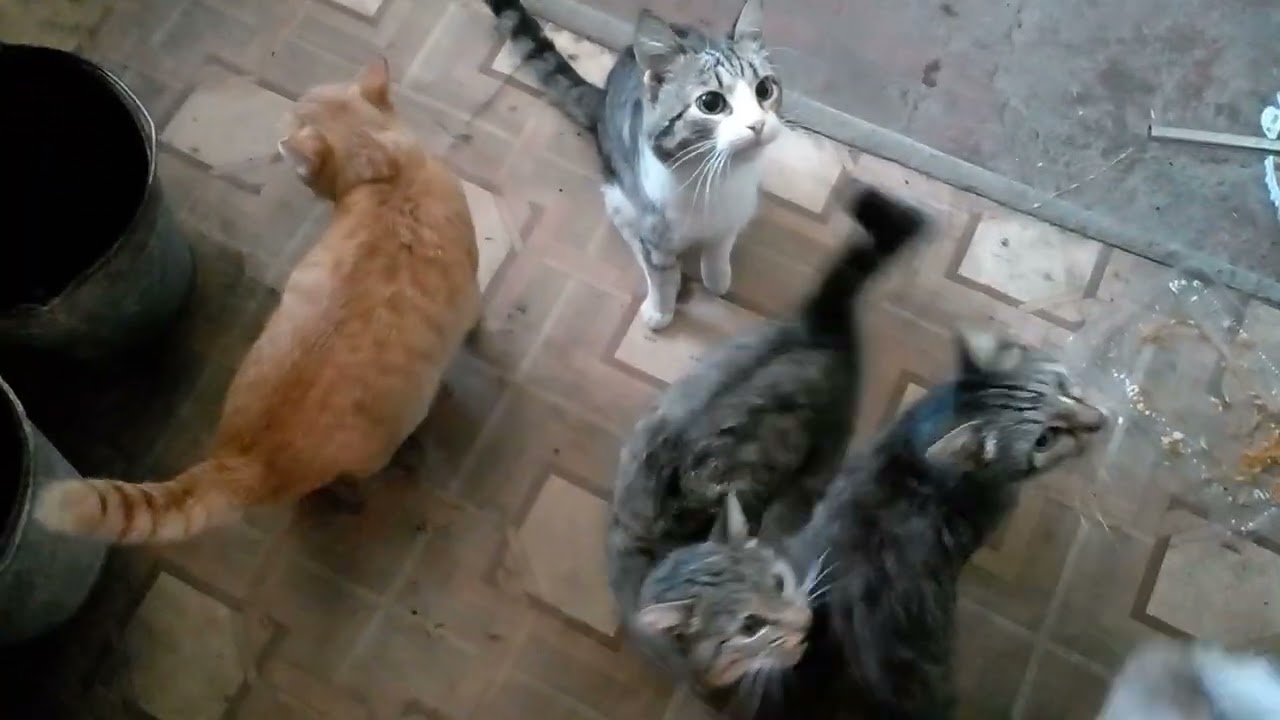 Котиком есть Чем перекусить 14 февраля 2026 год