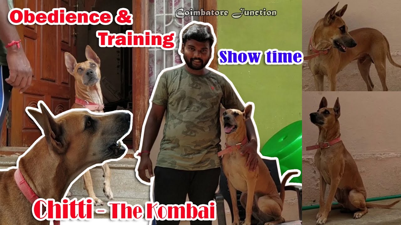 Kombai Dog Training/Obedience Test-சொன்ன பேச்சை அப்படியே கேட்டு நடக்கும் கோம்பை நாட்டு நாய்-சிட்டி!