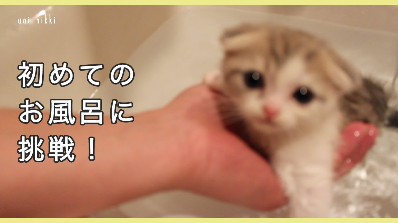 子猫初めてのお風呂に挑戦 【うににっき #02】スコティッシュフォールド