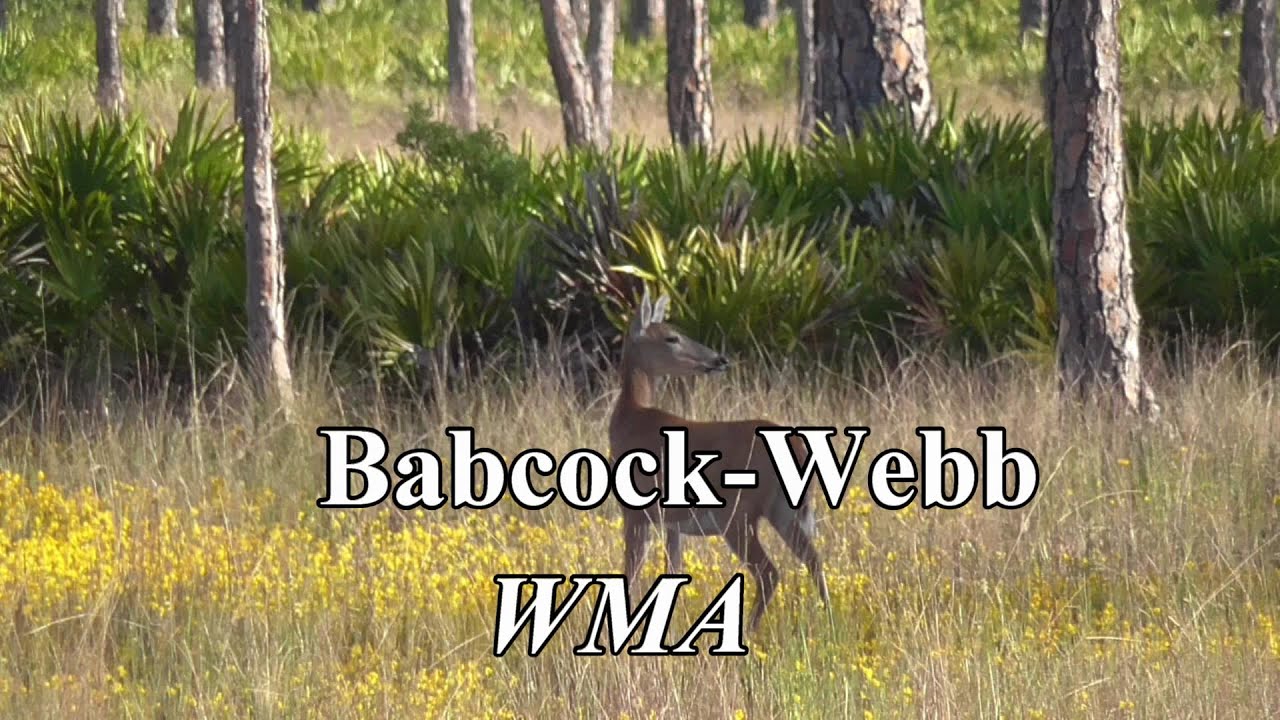 Babcock-Webb Wildlife Management Area
