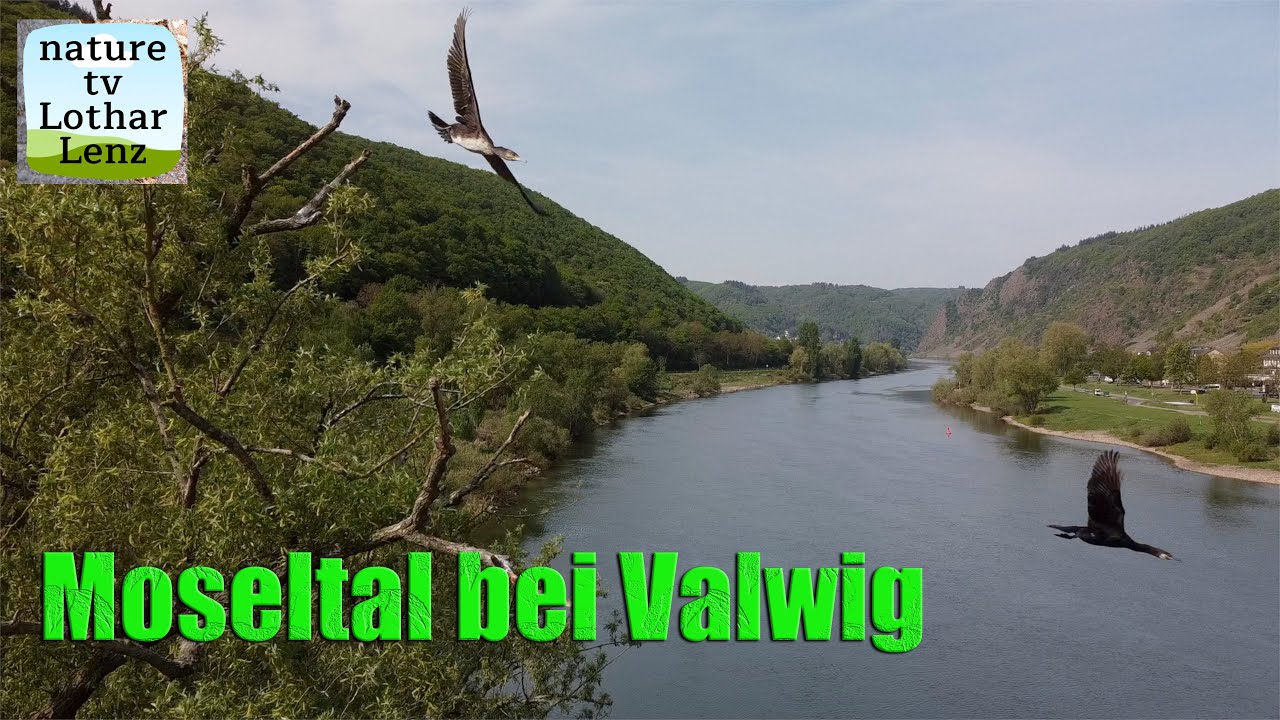 Moseltal bei Valwig. footage