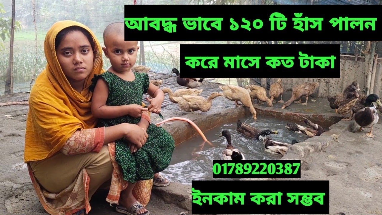 আবদ্ধ ভাবে ১২০ডিম পাড়া হাঁস পালন করে মাসে কত টাকা ইনকাম সম্ভব।  হাঁস পালন পদ্ধতি।