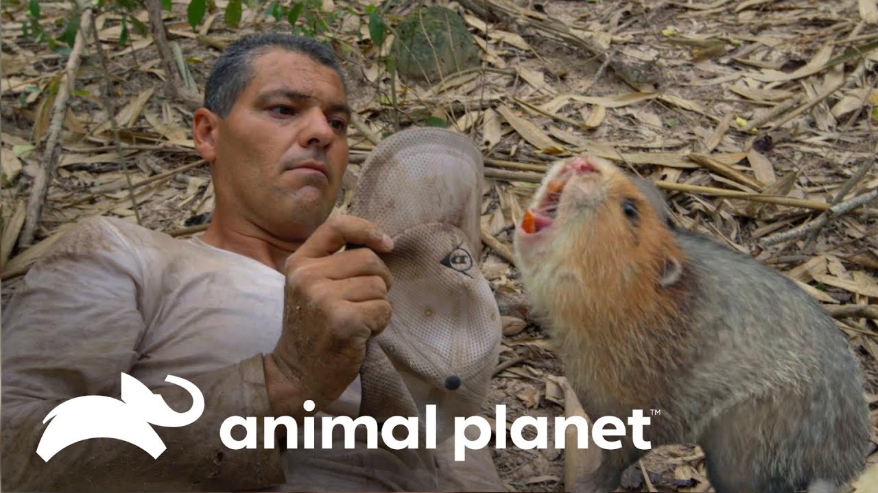 Frank encontra um roedor muito feroz | Wild Frank vs Darran | Animal Planet Brasil