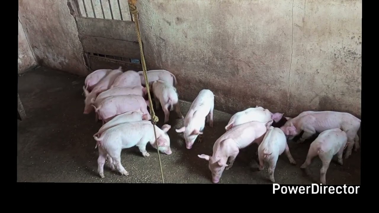 Choosing real f1 piglets for fattening 