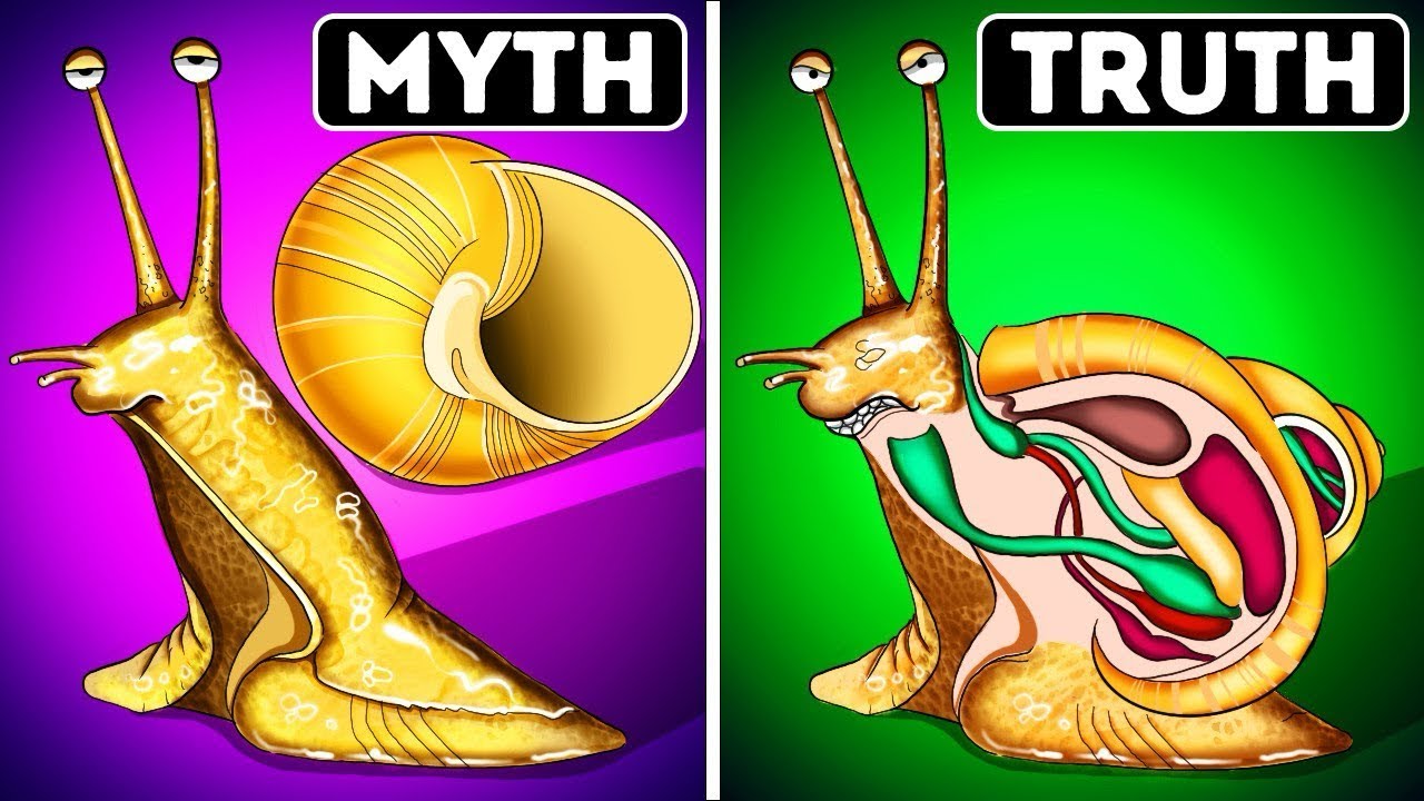 These Animal Myths Fooled You - Until Now