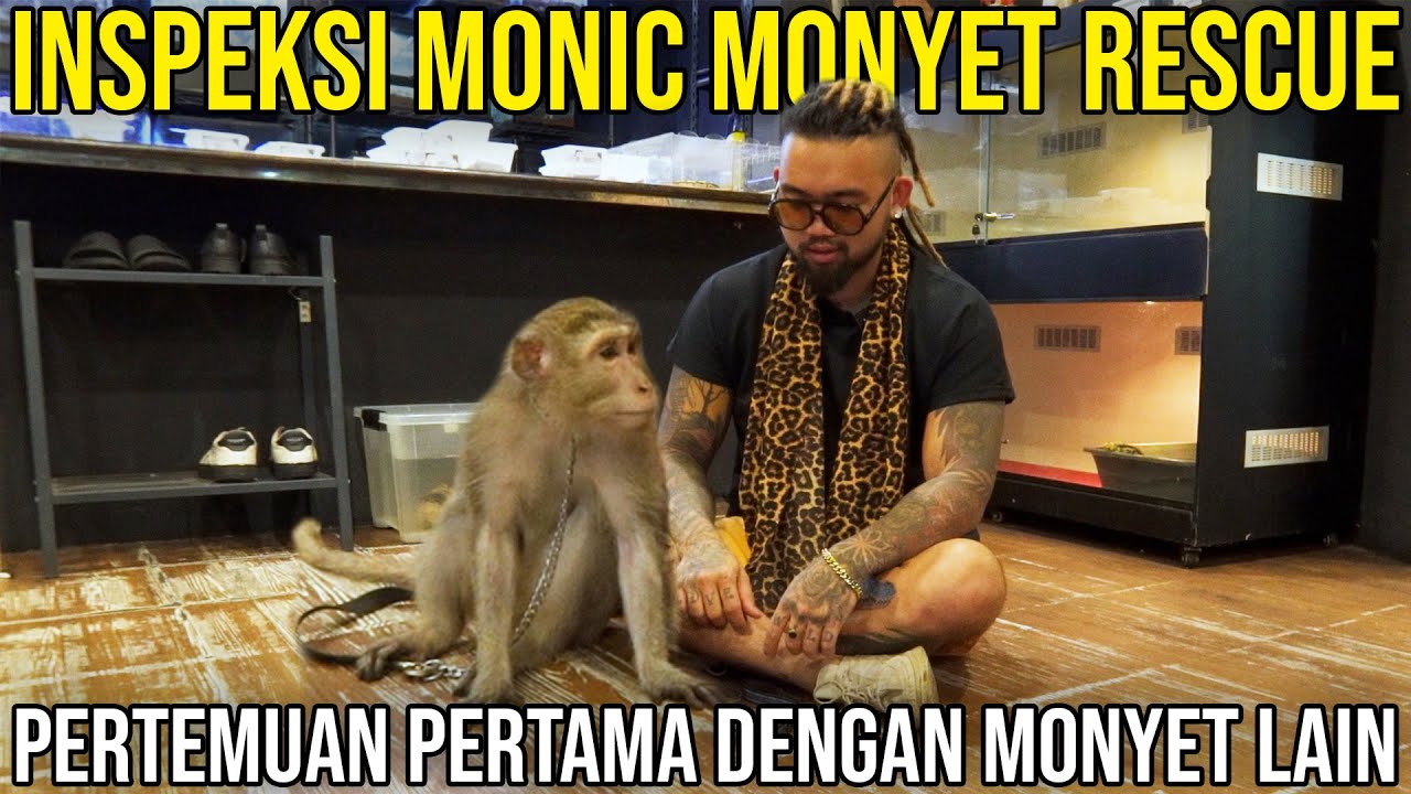 INSPEKSI MONIC MONYET RESCUE PERTEMUAN PERTAMA MONIC DENGAN MONYET LAIN #AudreyA #KINGOFTHEJUNGLE