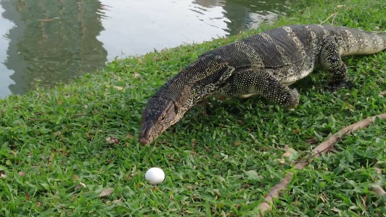 Monitor lizard eats chicken egg.
