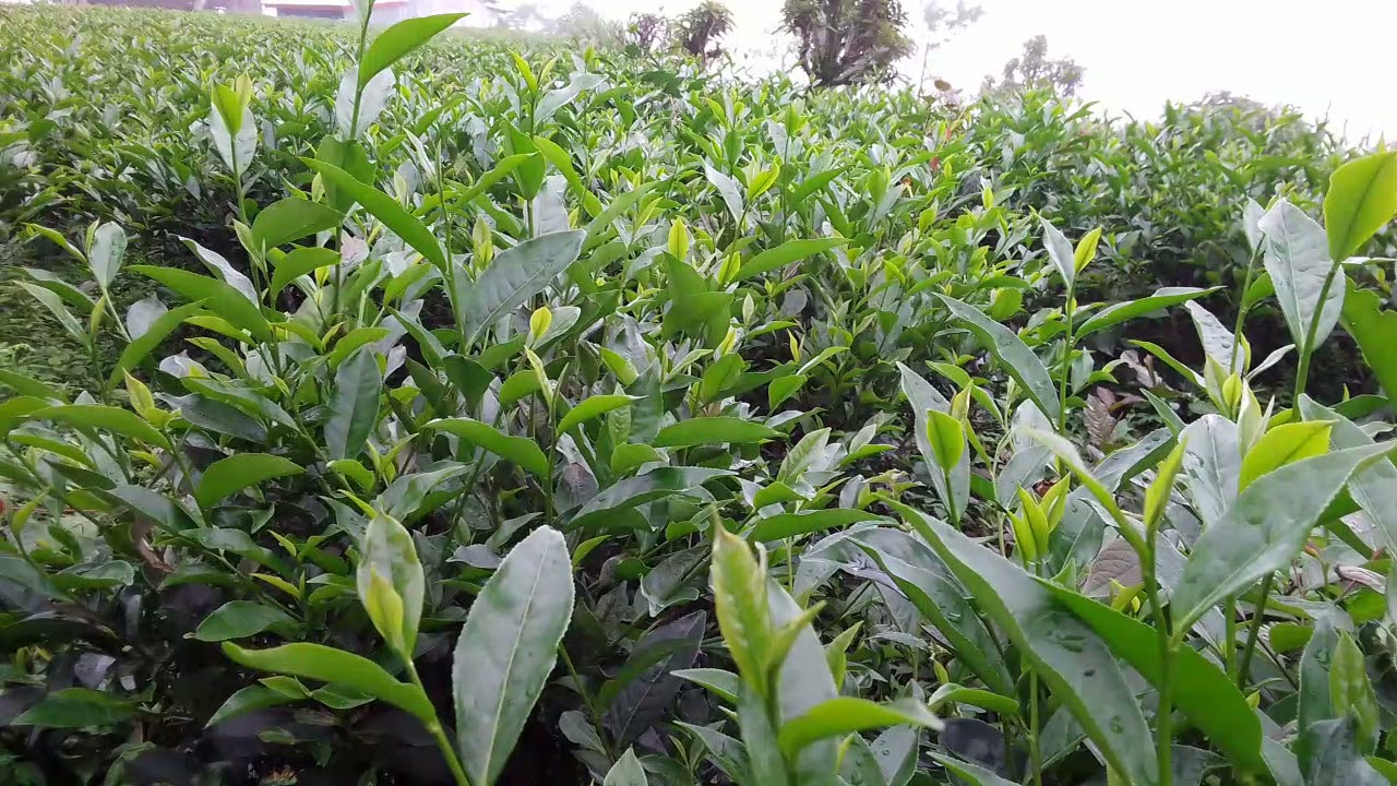 #BN_World#ilamTeaGarden# Ilam Tea Gardens in Eastern Nepal