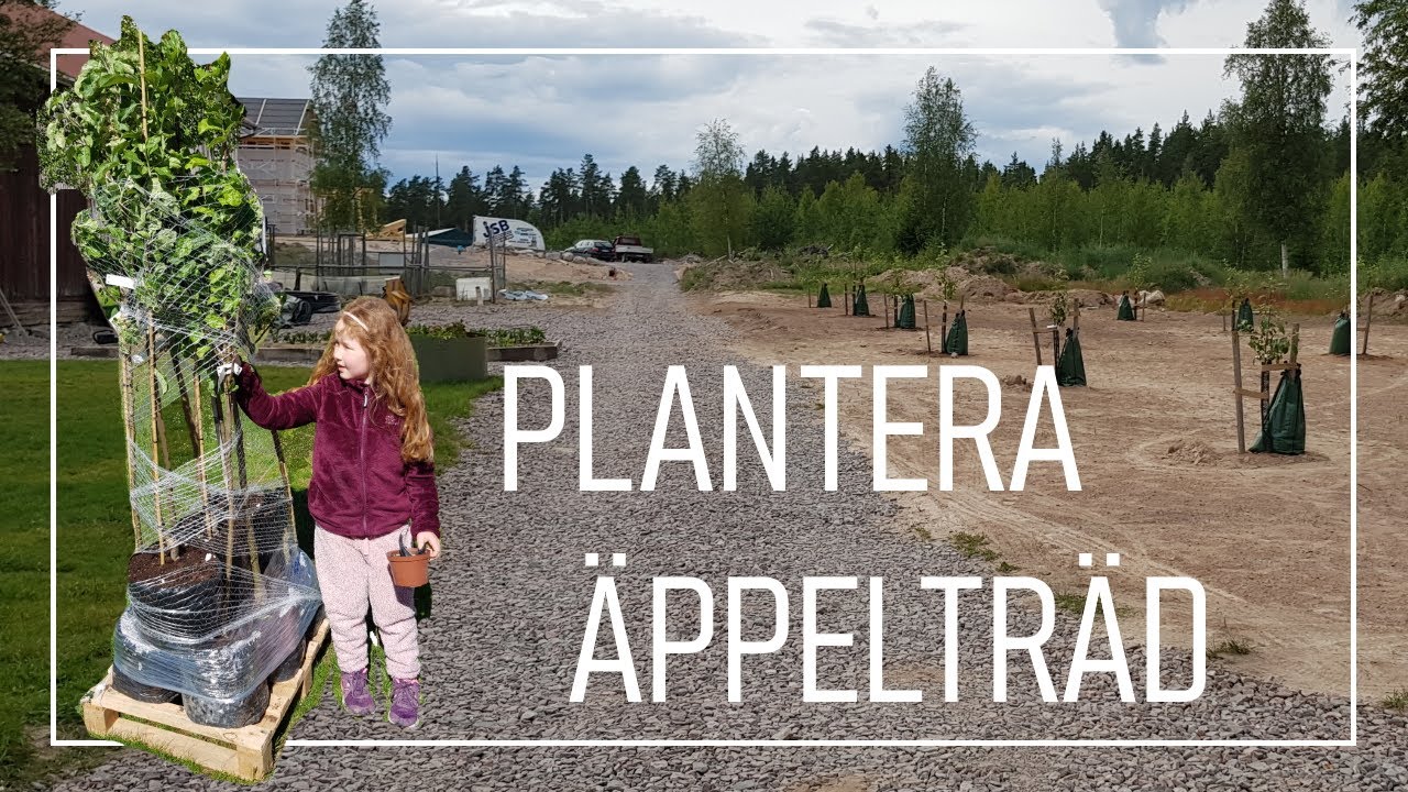 Plantera äppelträd