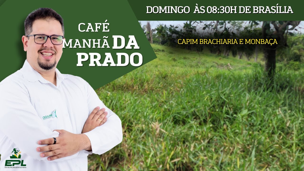 Capim Brachiaria e Mombaça - Café Da Manhã Da Prado