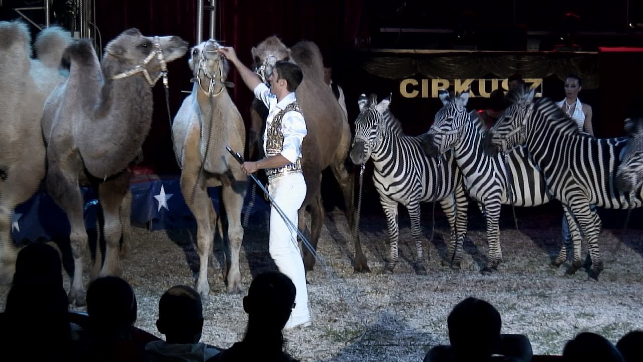 MAGYAR NEMZETI CIRKUSZ - Az állatbarát cirkusz