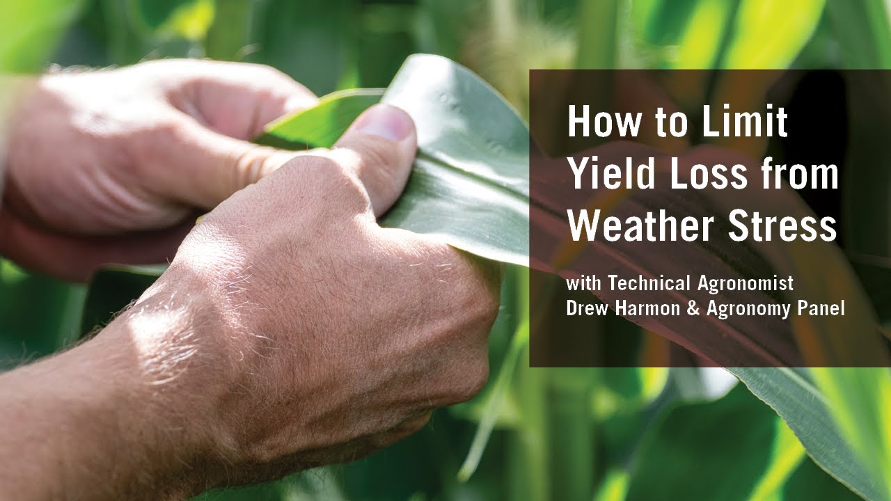 How to Limit Yield Loss from Weather Stress Webinar